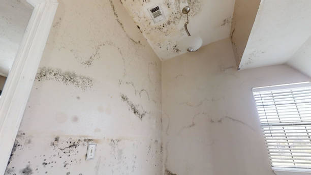 Professional Mold Removal in Glasgow Village, MO