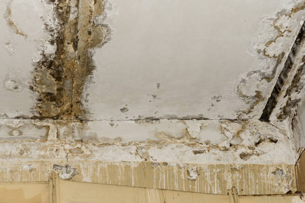 Best Biohazard Mold Removal  in Glasgow Village, MO