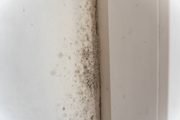 Best HVAC Mold Inspection and Cleaning  in Glasgow Village, MO