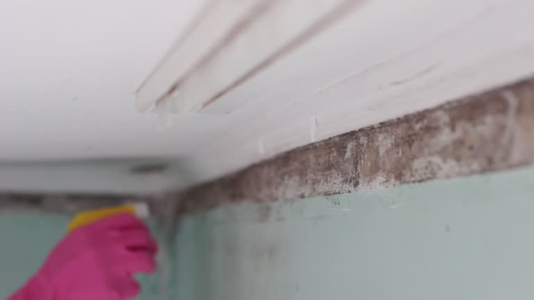 Best Commercial Mold Inspection  in Glasgow Village, MO